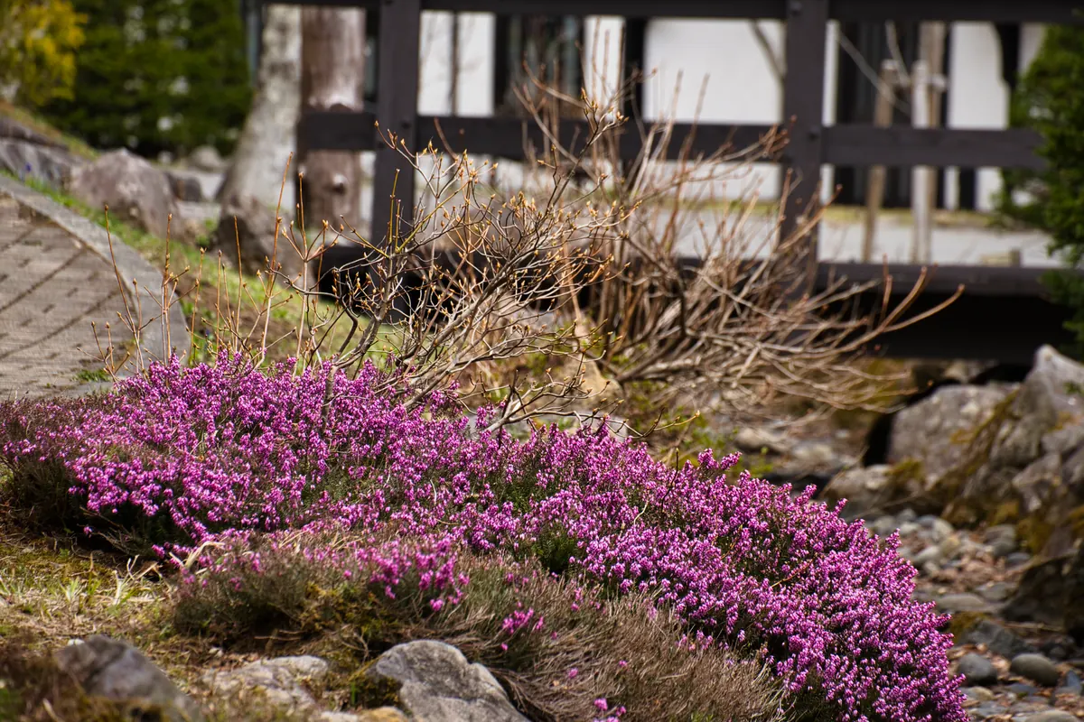 Seasonal Guide: Where to See Norfolk's Purple Heather in Late Summer